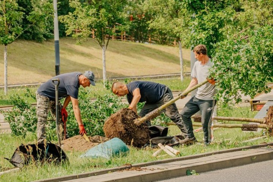 Nowe drzewa przy Wyszyńskiego w Łodzi. Lato na Retkini będzie jeszcze bardziej zielone