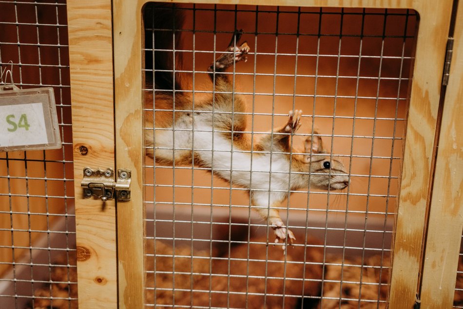 Łódź. Ośrodek Rehabilitacji Dzikich Zwierząt działa pełną parą. Ponad 1000 zwierząt w 2025 roku