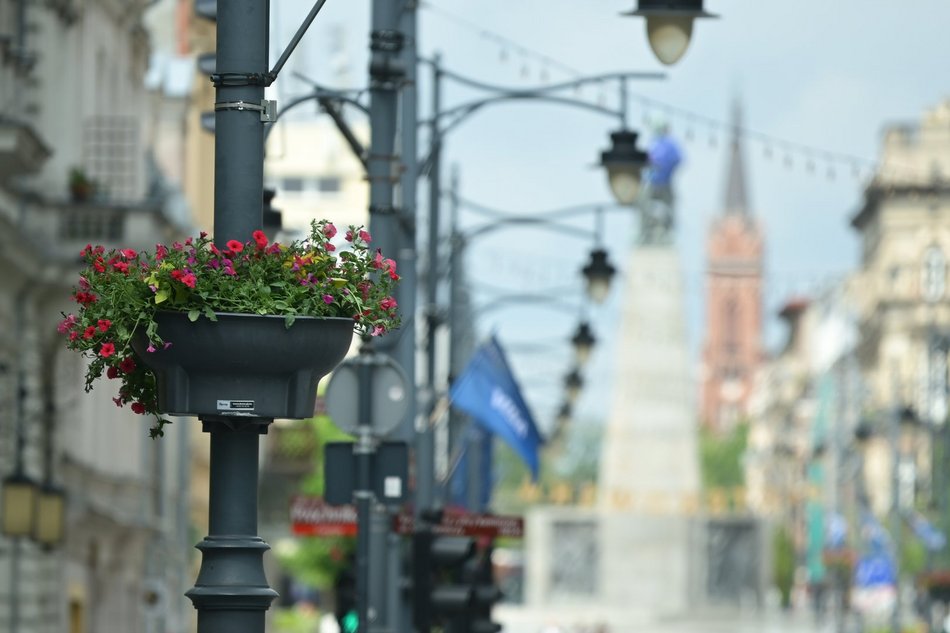 Łódź. Piotrkowska w pełnym rozkwicie! Tysiące kwiatów zdobią centrum Łodzi