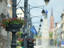 Łódź. Piotrkowska w pełnym rozkwicie! Tysiące kwiatów zdobią centrum Łodzi