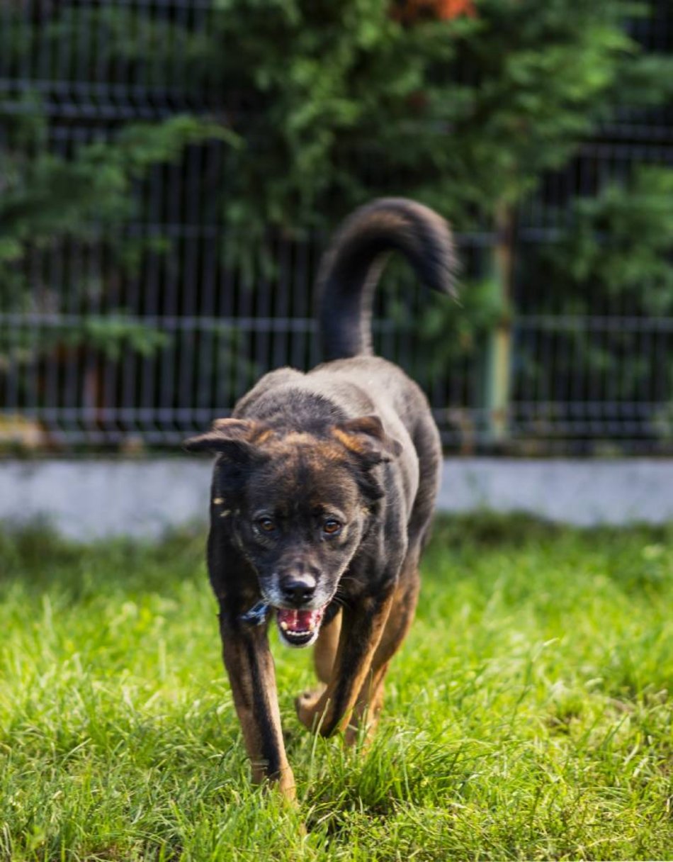 Łódź. Pies Skubi ze schroniska w Łodzi