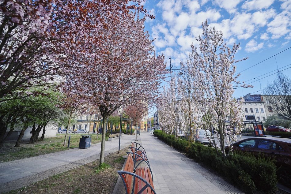 Łódź. Zobacz, jak skwer przy Kilińskiego i Rewolucji w Łodzi mieni się wszystkimi kolorami wiosny