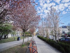 Łódź. Zobacz, jak skwer przy Kilińskiego i Rewolucji w Łodzi mieni się wszystkimi kolorami wiosny