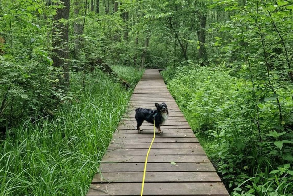 Łódź. To nie Mazury to Łódź. Gdzie znaleźć te wyjątkowe kładki?