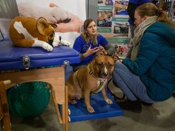 Łódź. Targi dla Zwierzaków w Łodzi. Przy Piotrkowskiej 217 znajdziesz unikalne akcesoria i smakołyki
