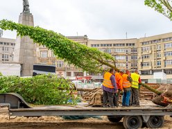 Plac Wolności - sadzenie drzew, plac budowy