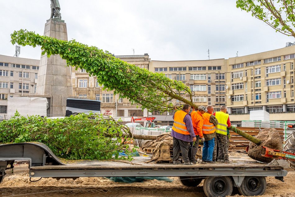 Plac Wolności - sadzenie drzew, plac budowy