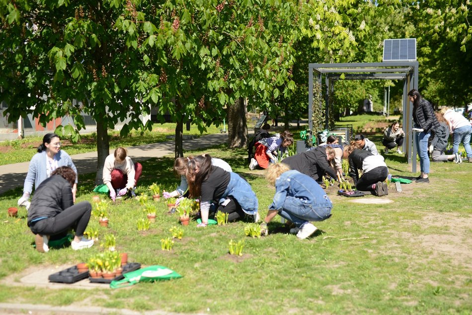 sadzenie zieleni na skwerze