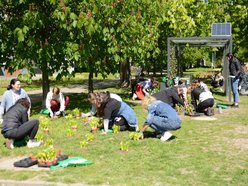 sadzenie zieleni na skwerze