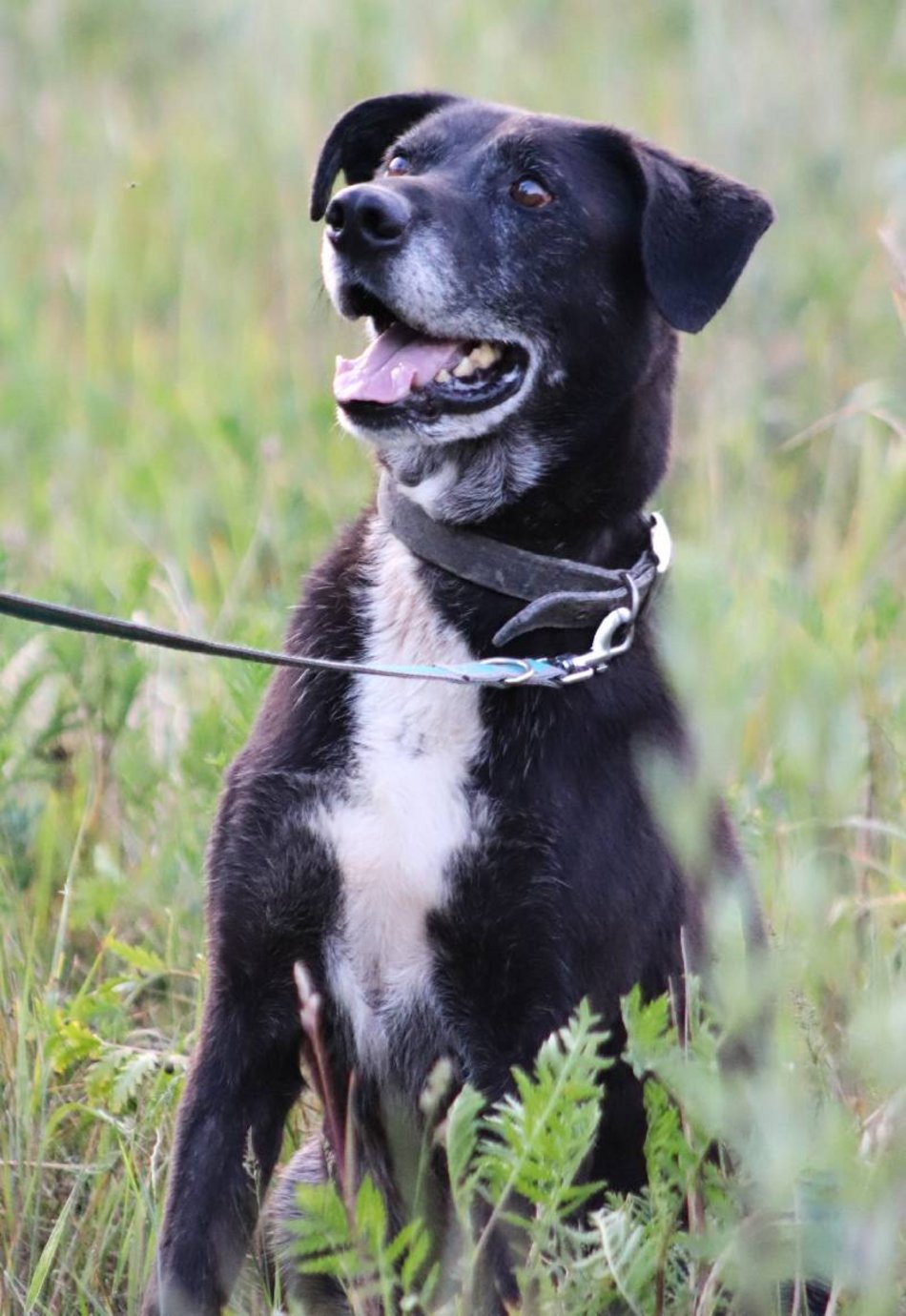 Łódź. Fado jest w schronisku w Łodzi od 4 lat i... wystarczy! Pomóż mu znaleźć nowy dom!