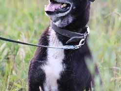 Łódź. Fado jest w schronisku w Łodzi od 4 lat i... wystarczy! Pomóż mu znaleźć nowy dom!