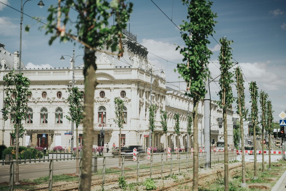 Więcej drzew przy Zachodniej w Łodzi! Trwa sadzenie 40 lip drobnolistnych