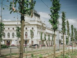 Więcej drzew przy Zachodniej w Łodzi! Trwa sadzenie 40 lip drobnolistnych