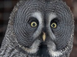 Łódź. Nowi mieszkańcy w Orientarium Zoo Łódź! Mała antylopa, cichy łowca, gość z Filipin i nocny akrobata