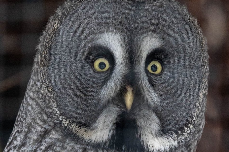 Łódź. Nowi mieszkańcy w Orientarium Zoo Łódź! Mała antylopa, cichy łowca, gość z Filipin i nocny akrobata