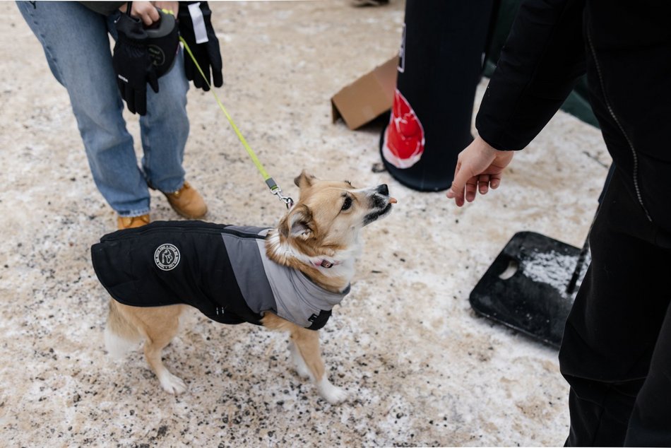 Łódź. Psy ze schroniska w Łodzi znów na spacerze! Dla tych wesołych pyszczków aż chce się chodzić!