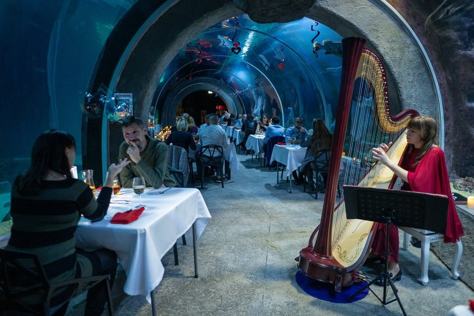 Łódź. Walentynki w Orientarium Zoo Łódź. Przysmaki, koncert na harfie i... zaręczyny