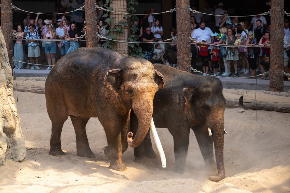 Łódź. Dzień Słonia w Orientarium Zoo Łódź. Tłumy łodzian i mnóstwo dobrej zabawy