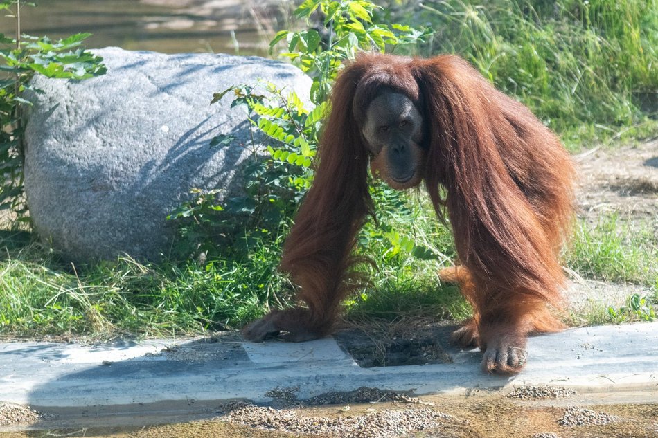 Orangutany hasają już na dworze! Nowy wybieg dla zwierzaków w Orientarium Zoo Łódź