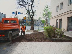 Łódź. Zielona rewolucja na Lutomierskiej w Łodzi. Posadzili ponad 20 nowych drzew!