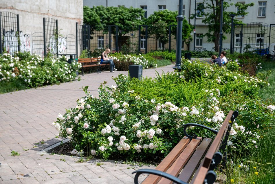 Wracamy na Mielczarskiego w Łodzi po remoncie. Ulica zachwyca zielenią i... spokojem!