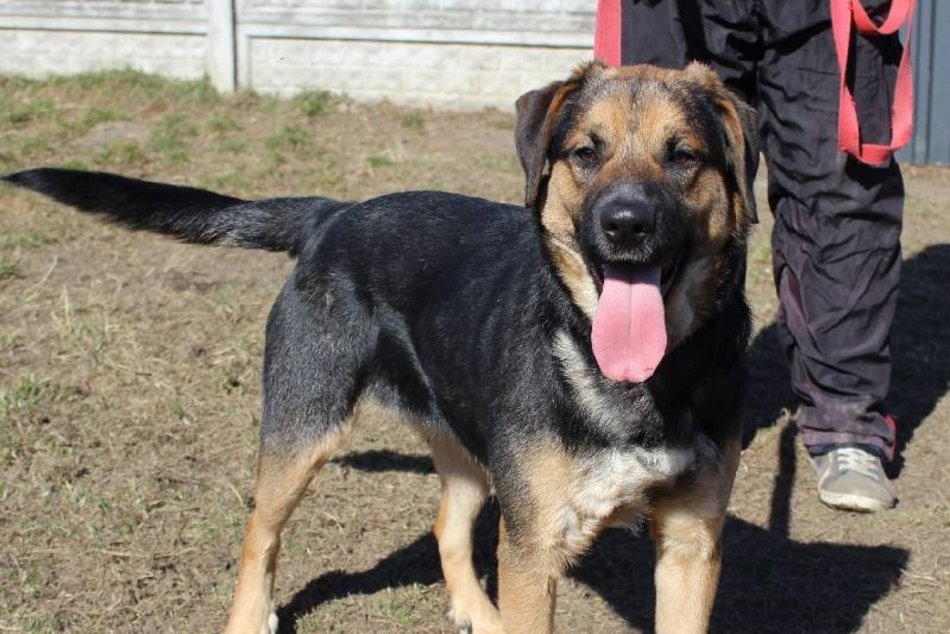 Wesoły Diego czeka na adopcję w schronisku w Łodzi