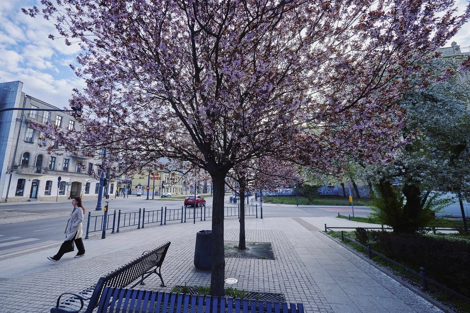 Łódź. Wiosna zagościła na skwerze przy Narutowicza i Sienkiewicza. Przyroda w Łodzi zachwyca!
