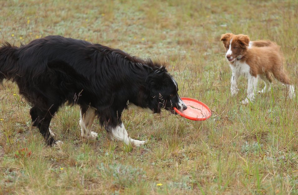 Uwierzysz, że to pracownicy lotniska w Łodzi? Psia ekipa z sokolnikiem Andrzejem Fijałkowskim na czele