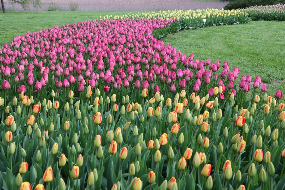 Ponad 50 tys. tulipanów możemy zobaczyć w Ogrodzie Botanicznym w Łodzi!