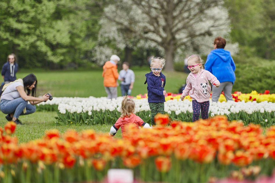 Kwitnące tulipany w Ogrodzie Botanicznym w Łodzi