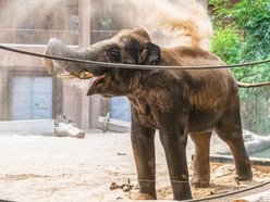 Ale ruch w Orientarium Zoo Łódź! Tutaj transfery zwierzaków trwają cały rok!