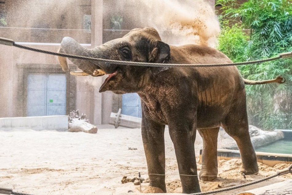 Ale ruch w Orientarium Zoo Łódź! Tutaj transfery zwierzaków trwają cały rok!