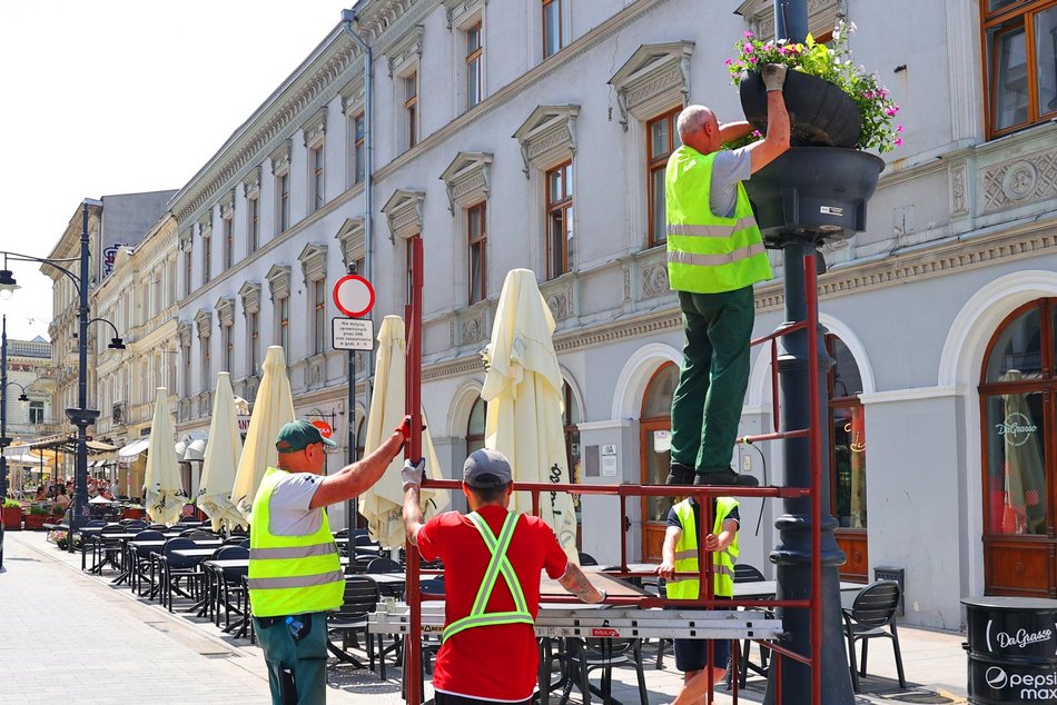 Na Piotrkowskiej i w okolicy sadzą kolorowe rośliny