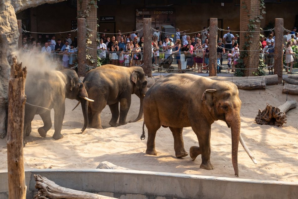 Łódź. Dzień Słonia w Orientarium Zoo Łódź. Tłumy łodzian i mnóstwo dobrej zabawy