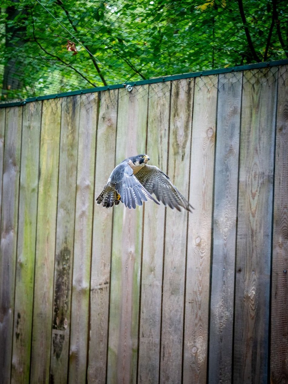 Łódź. Ośrodek Rehabilitacji Dzikich Zwierząt pomaga kolejnym podopiecznym