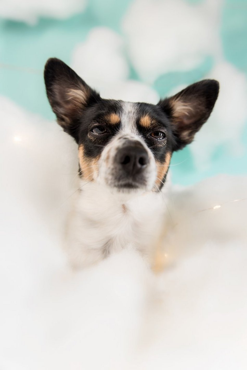 Piesografia zdjęcia zwierzaków