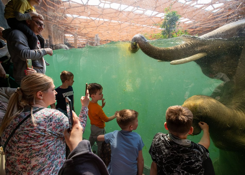 Orientarium Zoo Łódź - dzieci oglądają kąpiel słoni
