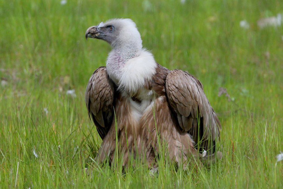 Sępy w Orientarium Zoo Łódź