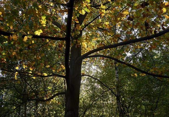 Jak pachnie jesień? Ten zapach może korzystnie wpływać na nasze samopoczucie! 