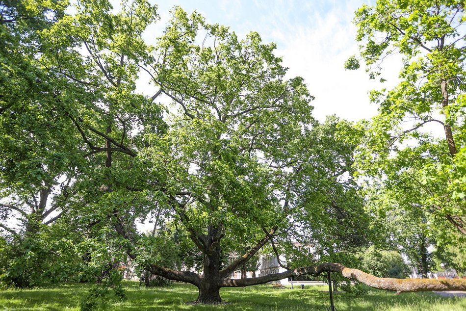 Łódź. Pomniki przyrody