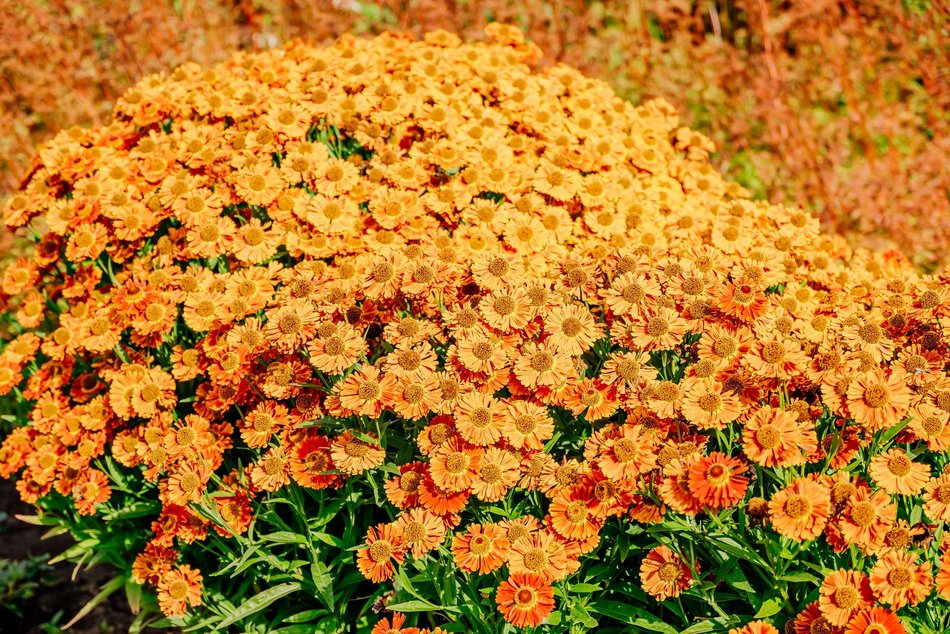 Łódź. Jesień w Ogrodzie Botanicznym w Łodzi. Tam z pewnością pokochasz tę porę roku!
