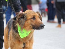 Łódź. Parada Kundelków przejdzie ulicami Łodzi. Merdające ogony przejmą Piotrkowską. Wpadnij ze swoim psem!