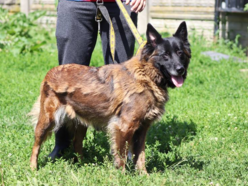 Łódź. Remi ze schroniska w Łodzi przez miesiąc była sama w opuszczonym mieszkaniu. Przygarniesz ją?