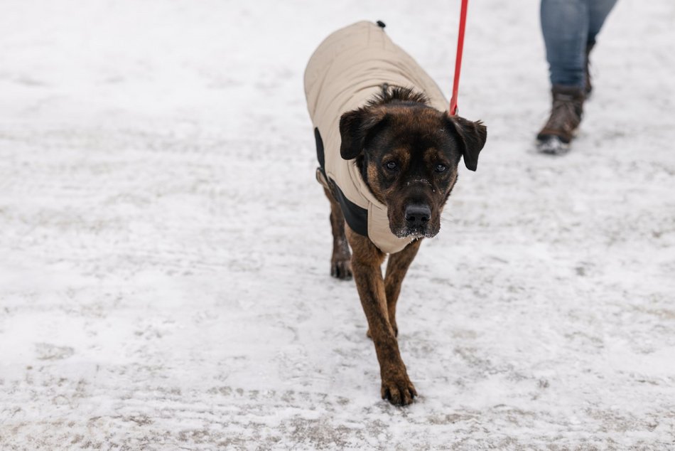 Łódź. Psy ze schroniska w Łodzi znów na spacerze! Dla tych wesołych pyszczków aż chce się chodzić!