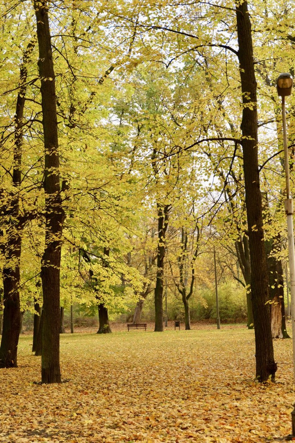 Łódź. Skwer Niemczyka w Łodzi wygląda zjawiskowo. Jesienne barwy nadają mu uroku