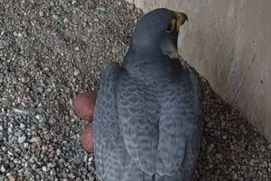 Hej, sokoły!! Para ptaków wędrownych złożyła jaja na kominie EC3! Zajrzyj im do gniazda!