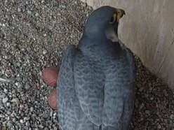 Hej, sokoły!! Para ptaków wędrownych złożyła jaja na kominie EC3! Zajrzyj im do gniazda!