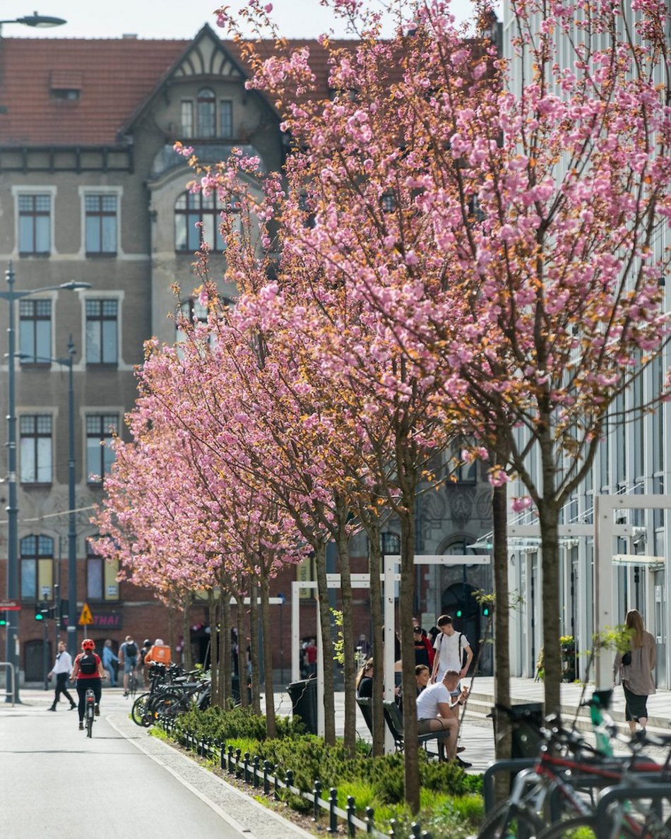 Łódź. Różowa aleja w centrum miasta. Przy Piłsudskiego zakwitły wiśnie japońskie!