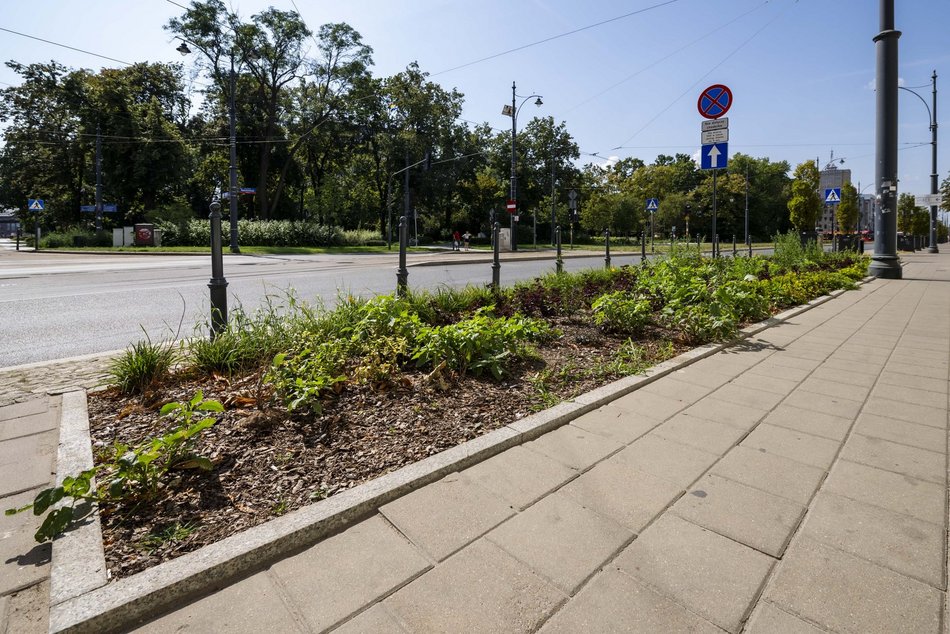 Nowe rośliny w centrum Łodzi!