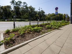 Nowe rośliny w centrum Łodzi!